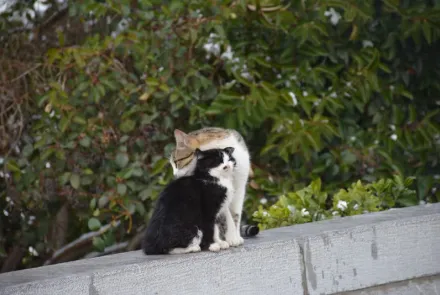 قابهای برفی در واحدهای تابعه دانشگاه و همچنان گرما در جریان درمان و آموزش