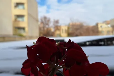 قابهای برفی در واحدهای تابعه دانشگاه و همچنان گرما در جریان درمان و آموزش