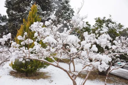 نمای برفی دانشگاه