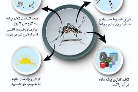 پشه آئدس و پیشگیری از تب دنگی