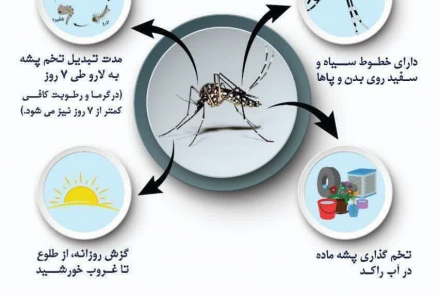 پشه آئدس و پیشگیری از تب دنگی
